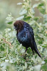 Brown-headed Cowbird